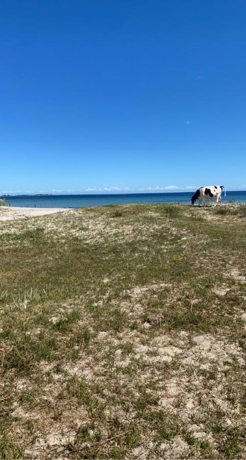 Bo I Egen Stuga Pa Haerlig Oelandsgard Köpingsvik المظهر الخارجي الصورة
